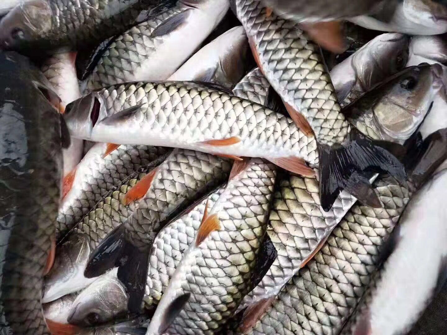 草竹皖魚苗批發(fā)
