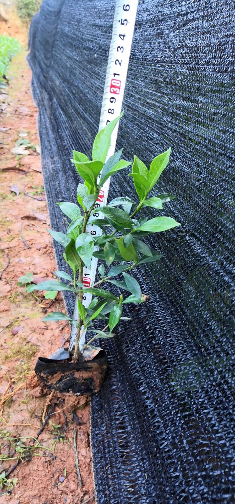 廣東梔子花圖片