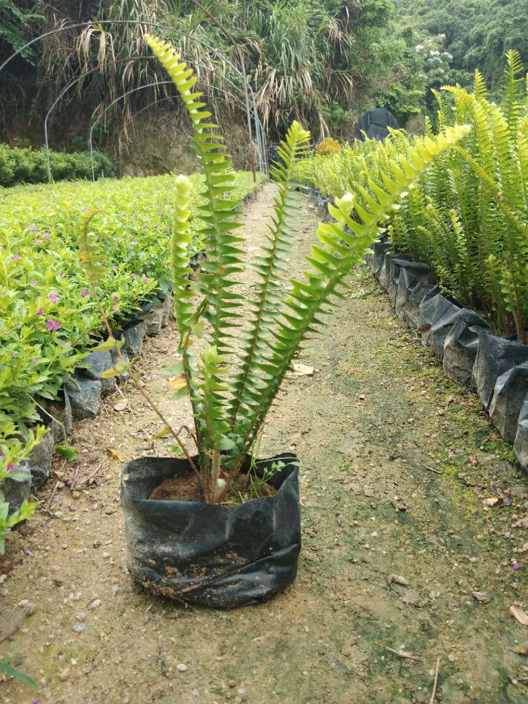 福建排骨草福建排骨草供应批发现货价格咨询热线