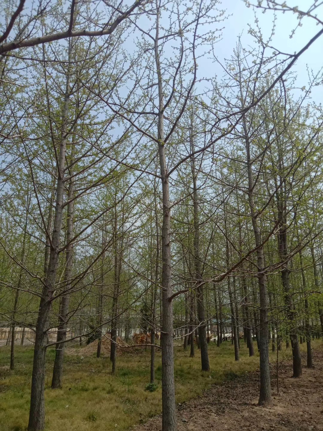 銀杏樹基地圖片/銀杏樹基地樣板圖 (3)