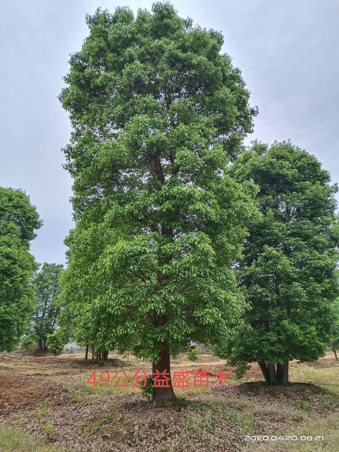 湖南长沙香樟树种植基地 订购电话（湖南益盛苗木合作社）图片