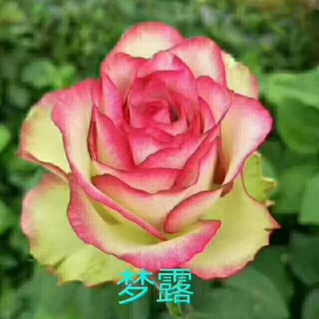 夢(mèng)露玫瑰花圖片