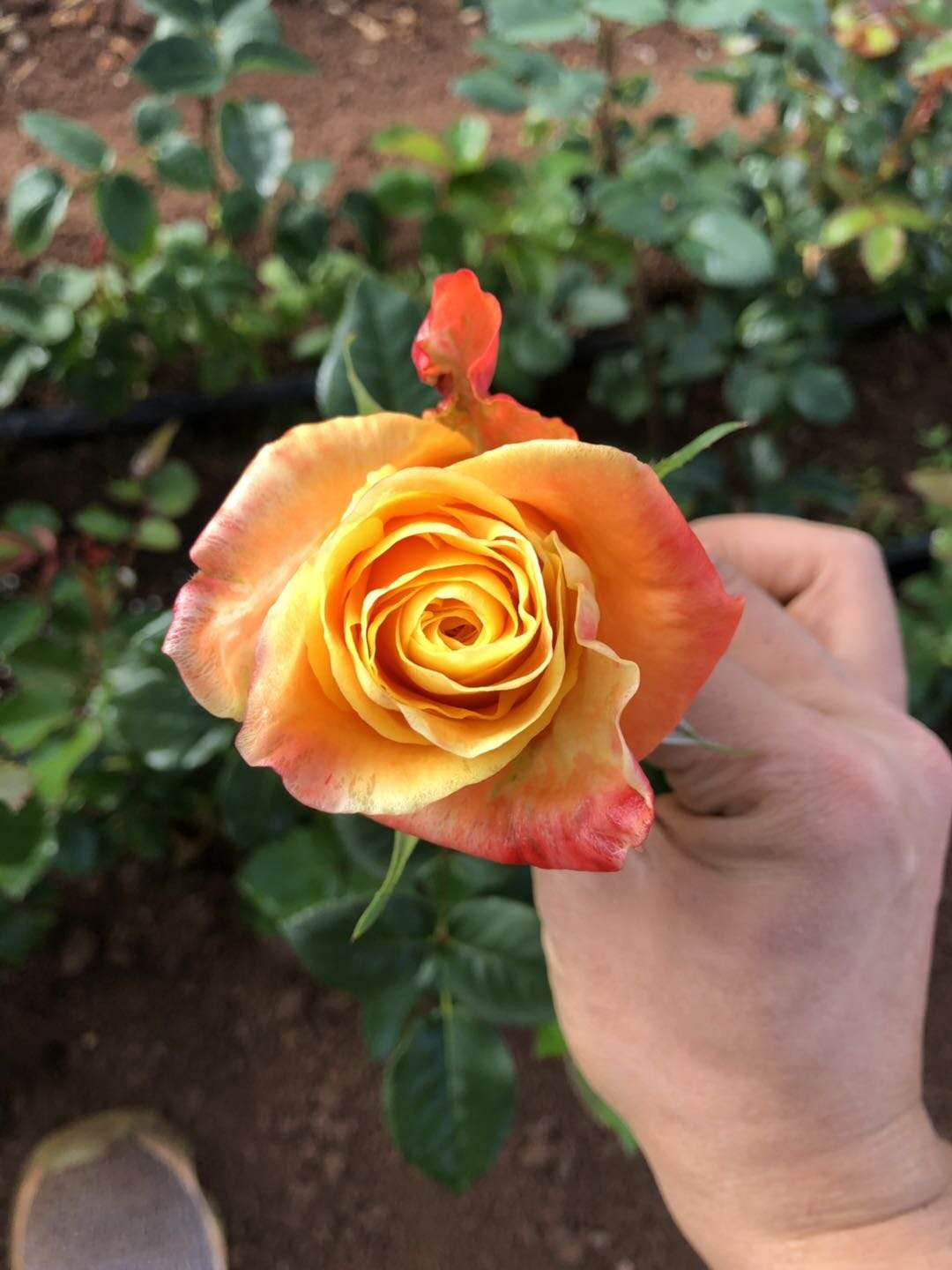 玫瑰花圖片/玫瑰花樣板圖 (3)