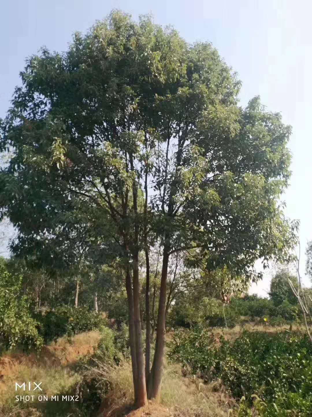 益阳市正宗香樟树木厂家湖南正宗香樟树木生产基地/零售商/服务电话13337278949  正宗香樟树木