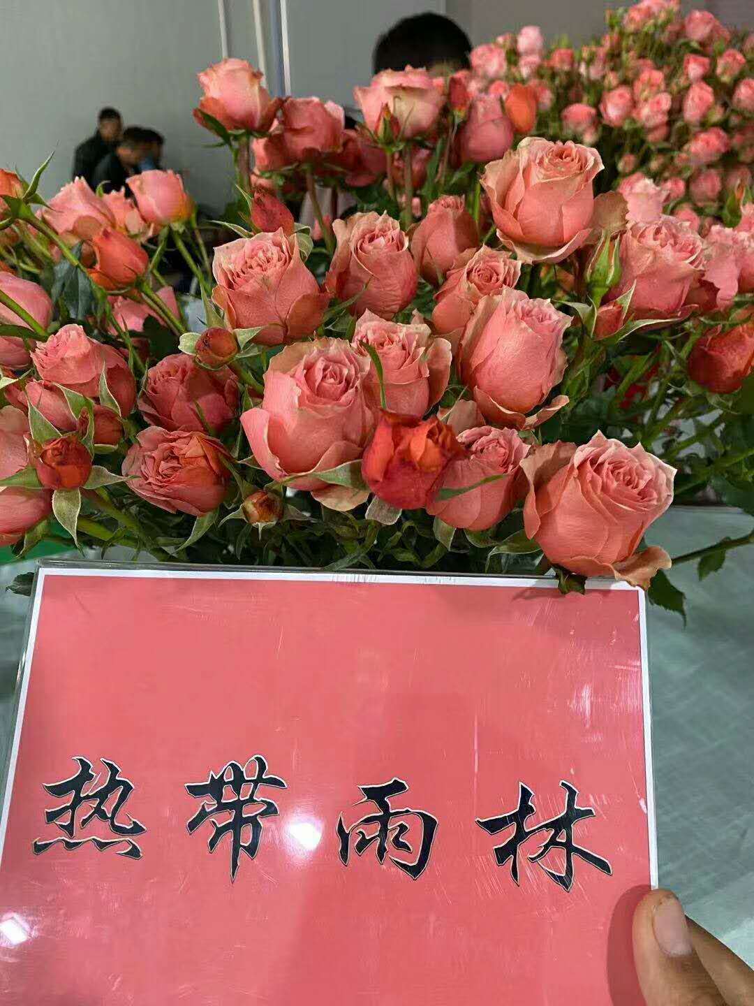玫瑰苗圖片/玫瑰苗樣板圖 (3)