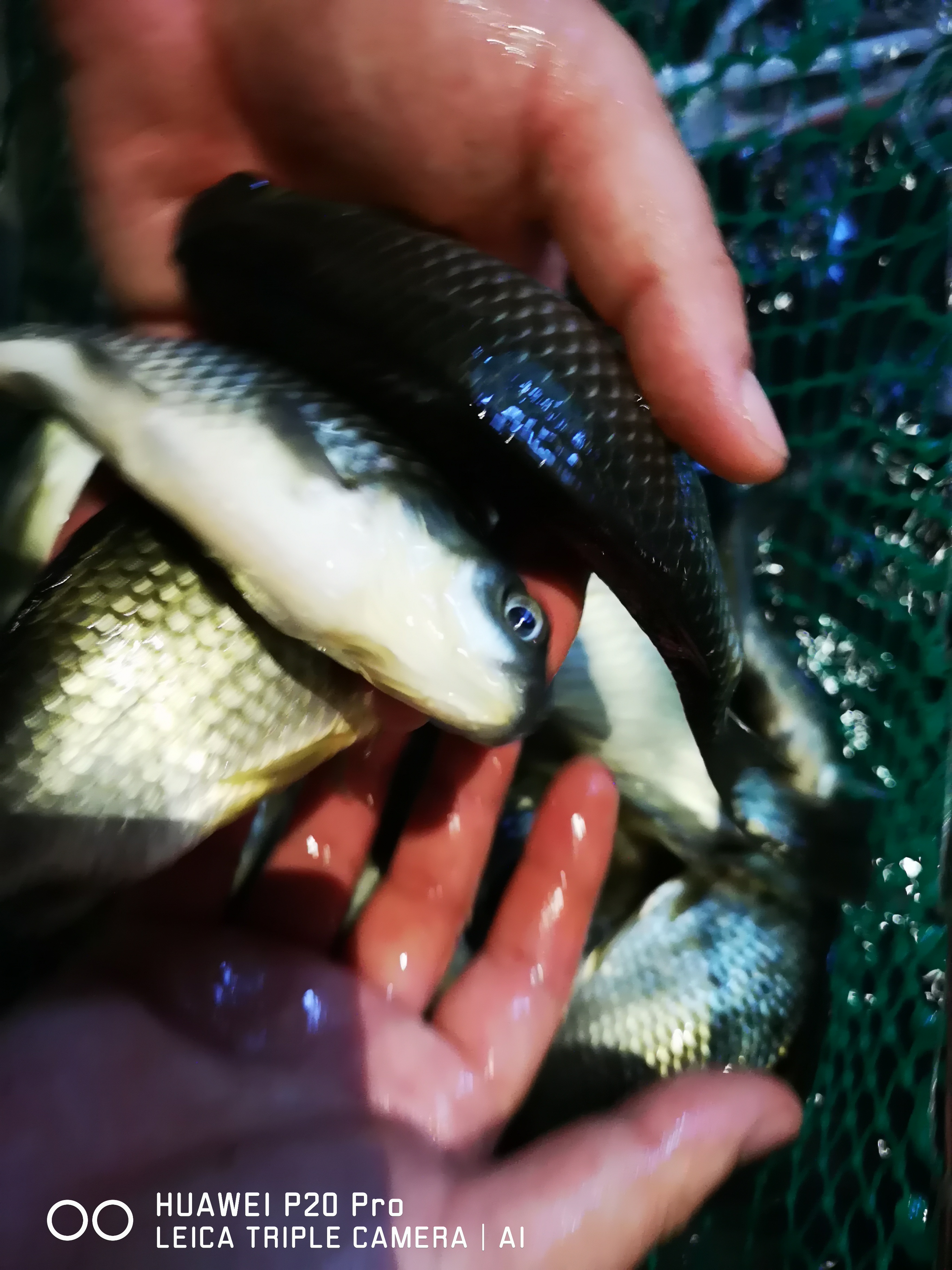 白鯧魚(yú)苗圖片/白鯧魚(yú)苗樣板圖 (3)