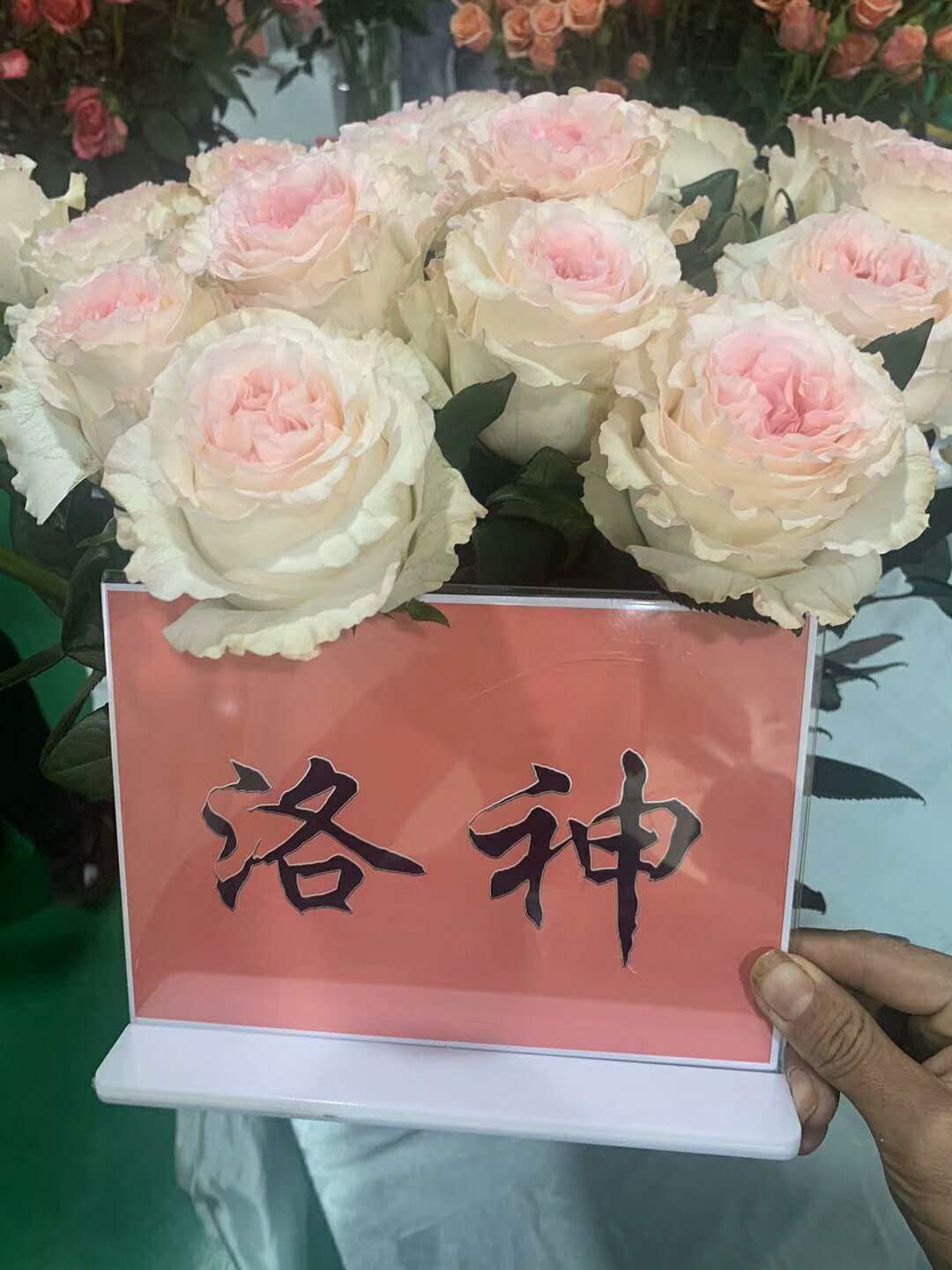 洛神玫瑰花圖片