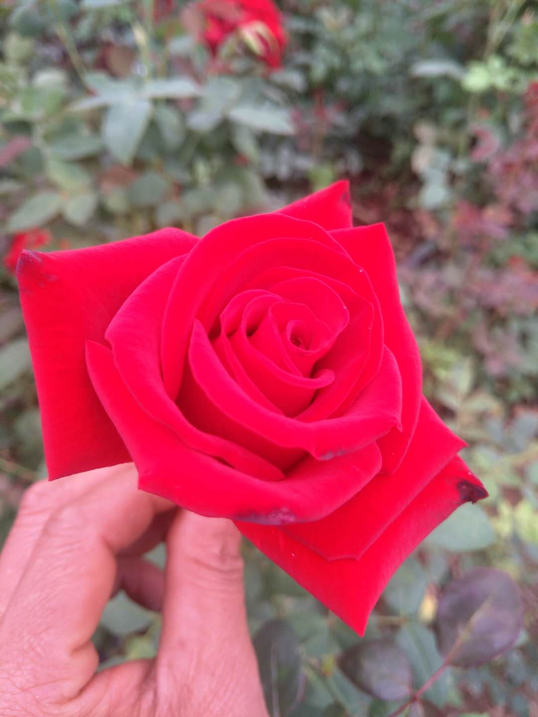 卡羅拉玫瑰圖片/卡羅拉玫瑰樣板圖 (1)