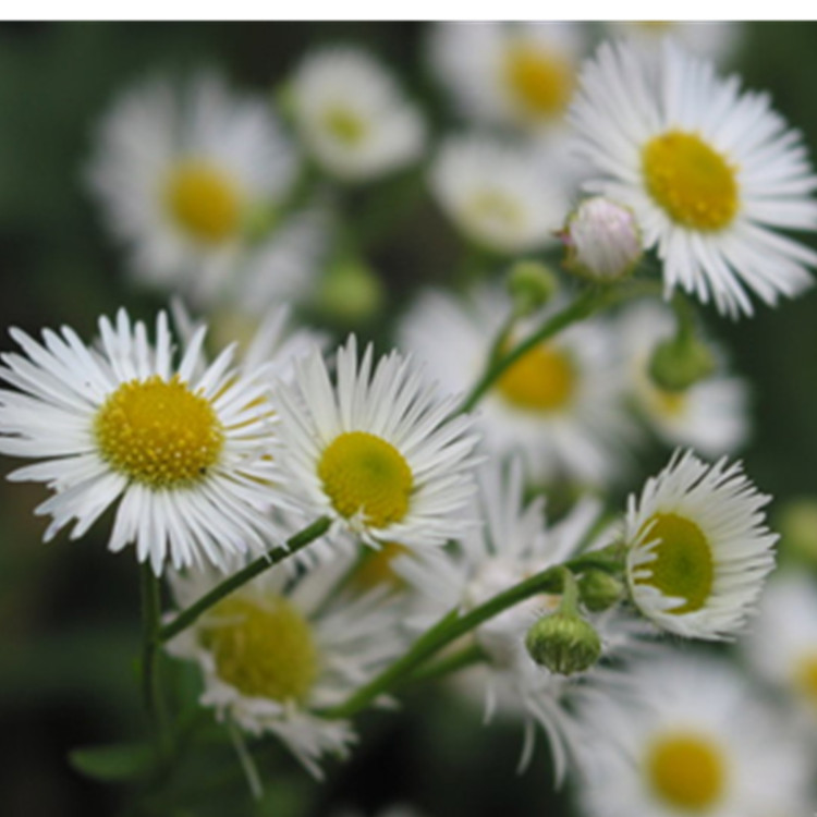 菊花提取物圖片/菊花提取物樣板圖 (2)
