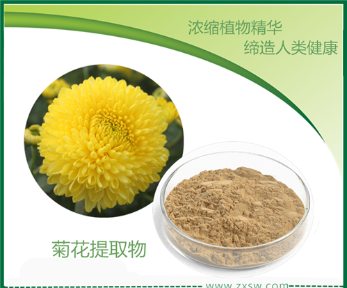 菊花提取物 杭白菊提取物 陜西中鑫生物
