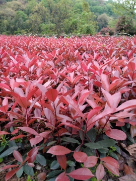 湖南岳阳红叶石楠裸根苗种植基地直销批发价格 高存活率图片