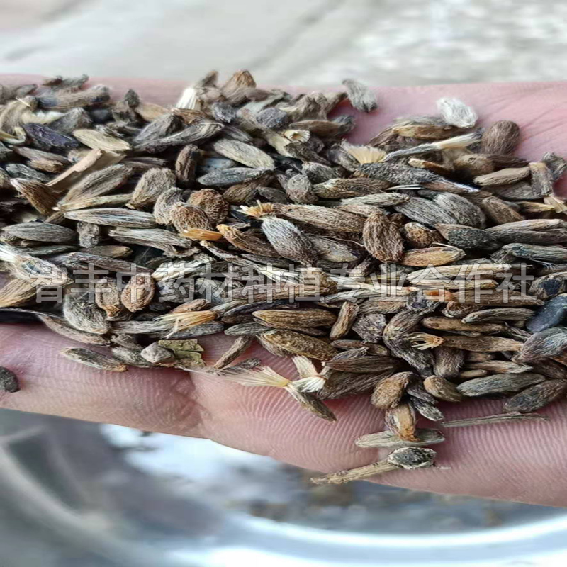 青海白術(shù)的種植方法、白術(shù)苗【智豐中藥材種植專業(yè)合作社】