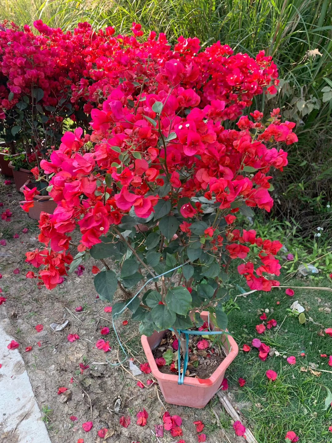 福建省姐妹三角梅种植基地