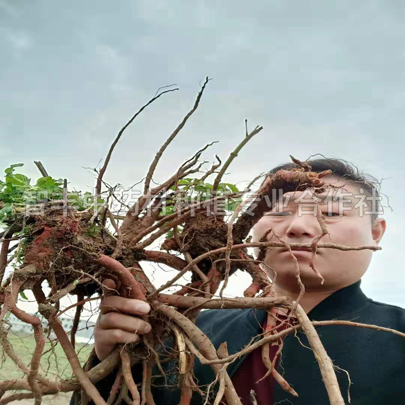 承德丹參種苗晚什么時間種、苗勢強、苗產(chǎn)地【智豐中藥材種植專業(yè)合作社】