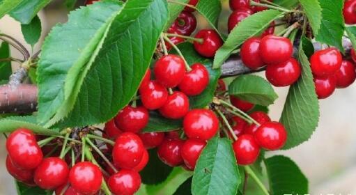 四川圖片/四川樣板圖 (3)