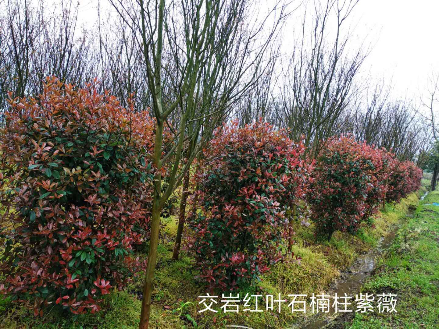 紅葉石楠基地圖片/紅葉石楠基地樣板圖 (1)