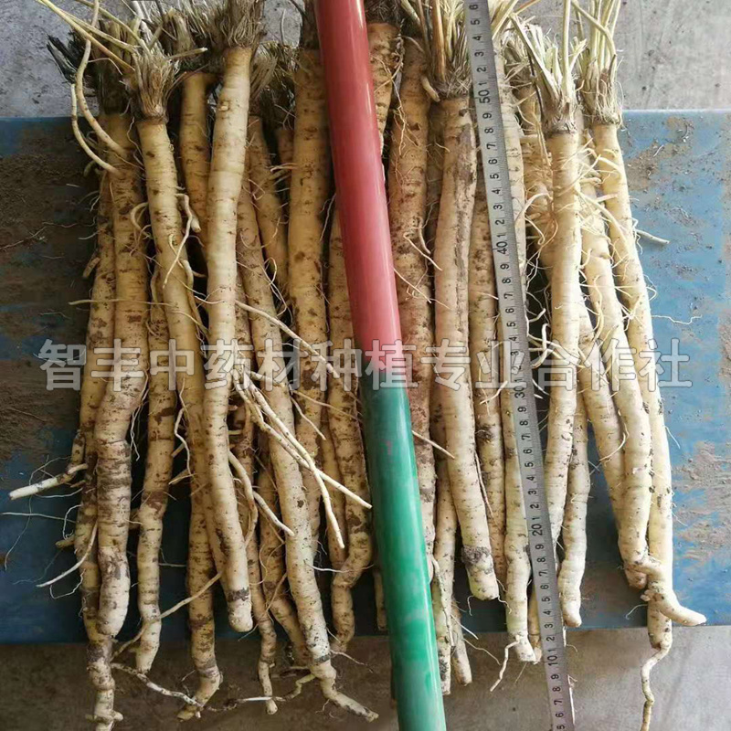 黃石防風種苗圖片