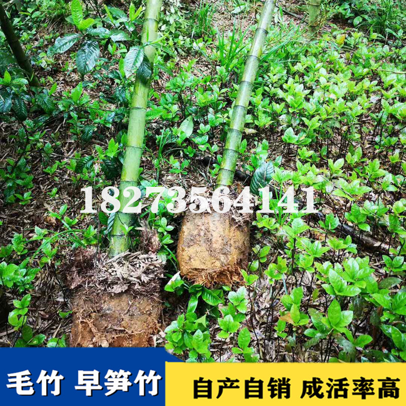 专业培育毛竹种苗基地直销，湖南优质毛竹种苗批发价-价格-价钱，湖南毛竹种苗供应商/供货商