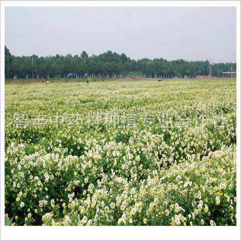 银川亳菊种苗生地种植要点、签订回收合同、种植时间【智丰中药材种植专业合作社】