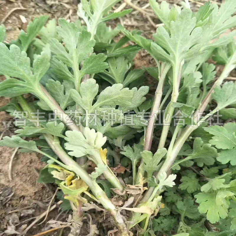 内蒙古亳菊种苗主要产地是哪里、签订回收合同、育苗【智丰中药材种植专业合作社】