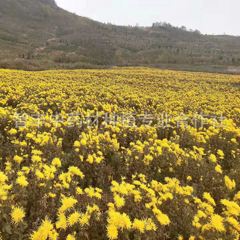 营口亳菊种苗种植株行距、价格全国低、芽的亩用量【智丰中药材种植专业合作社】