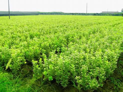 東瓜子圖片/東瓜子樣板圖 (4)