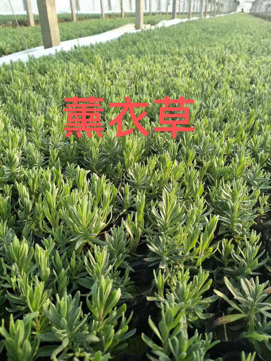 薰衣草種植圖片/薰衣草種植樣板圖 (3)