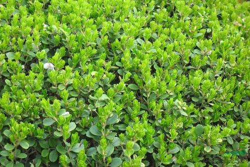 東瓜子圖片/東瓜子樣板圖 (2)