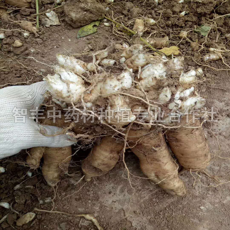 甘肅玄參種子圖片