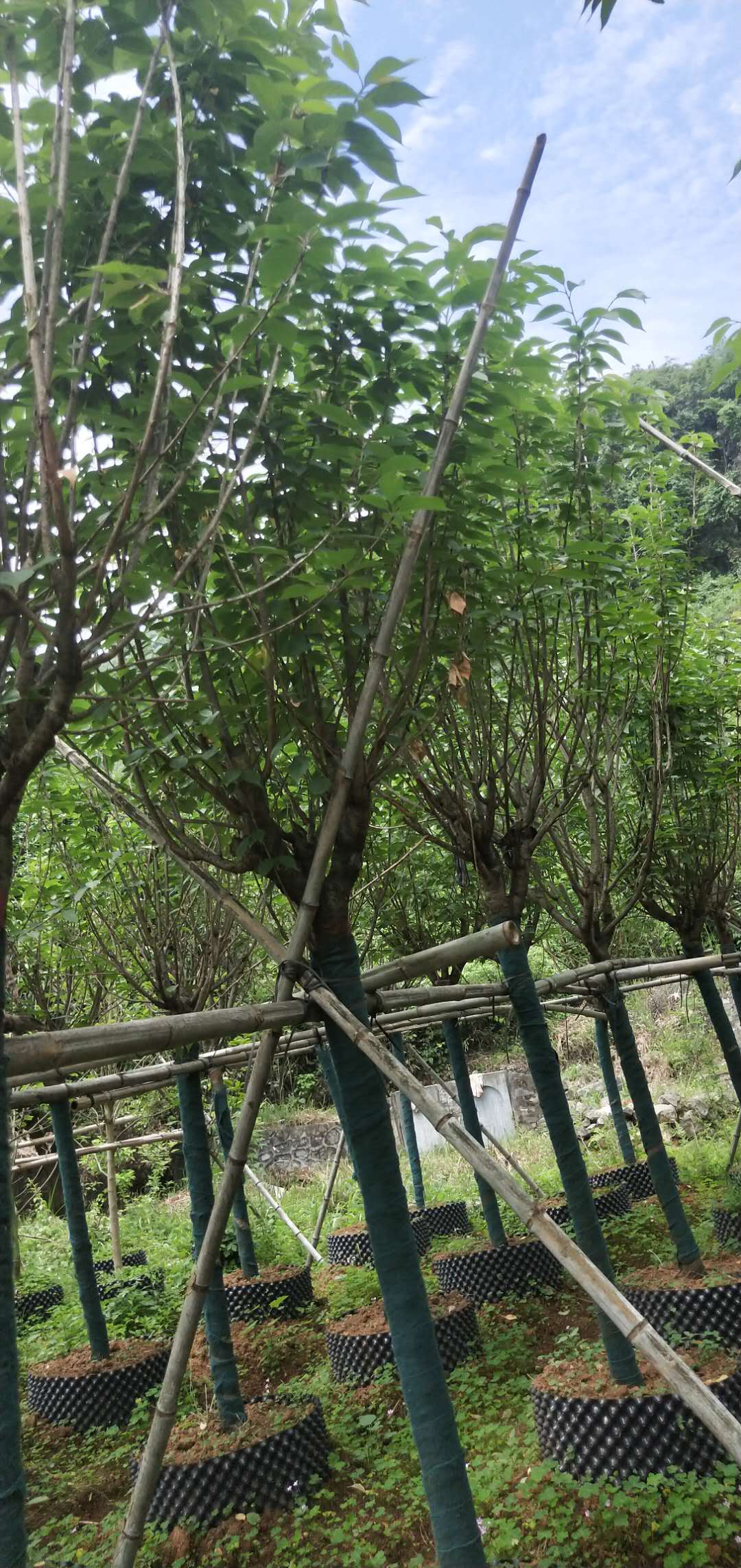 廣西櫻花圖片/廣西櫻花樣板圖 (1)