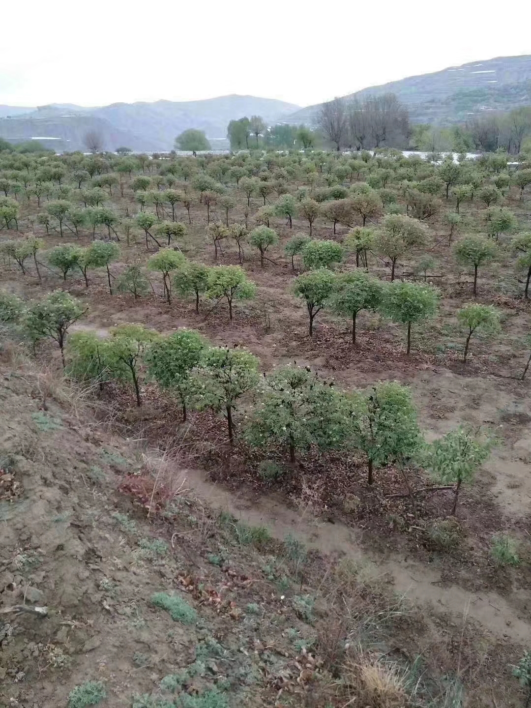 百年牡丹种植基地-价格-多少钱【中华牡丹花木场】图片