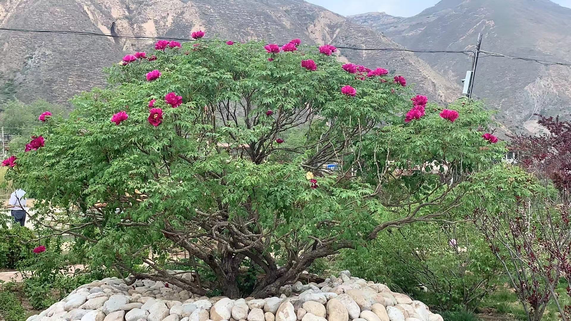 北京百年牡丹圖片