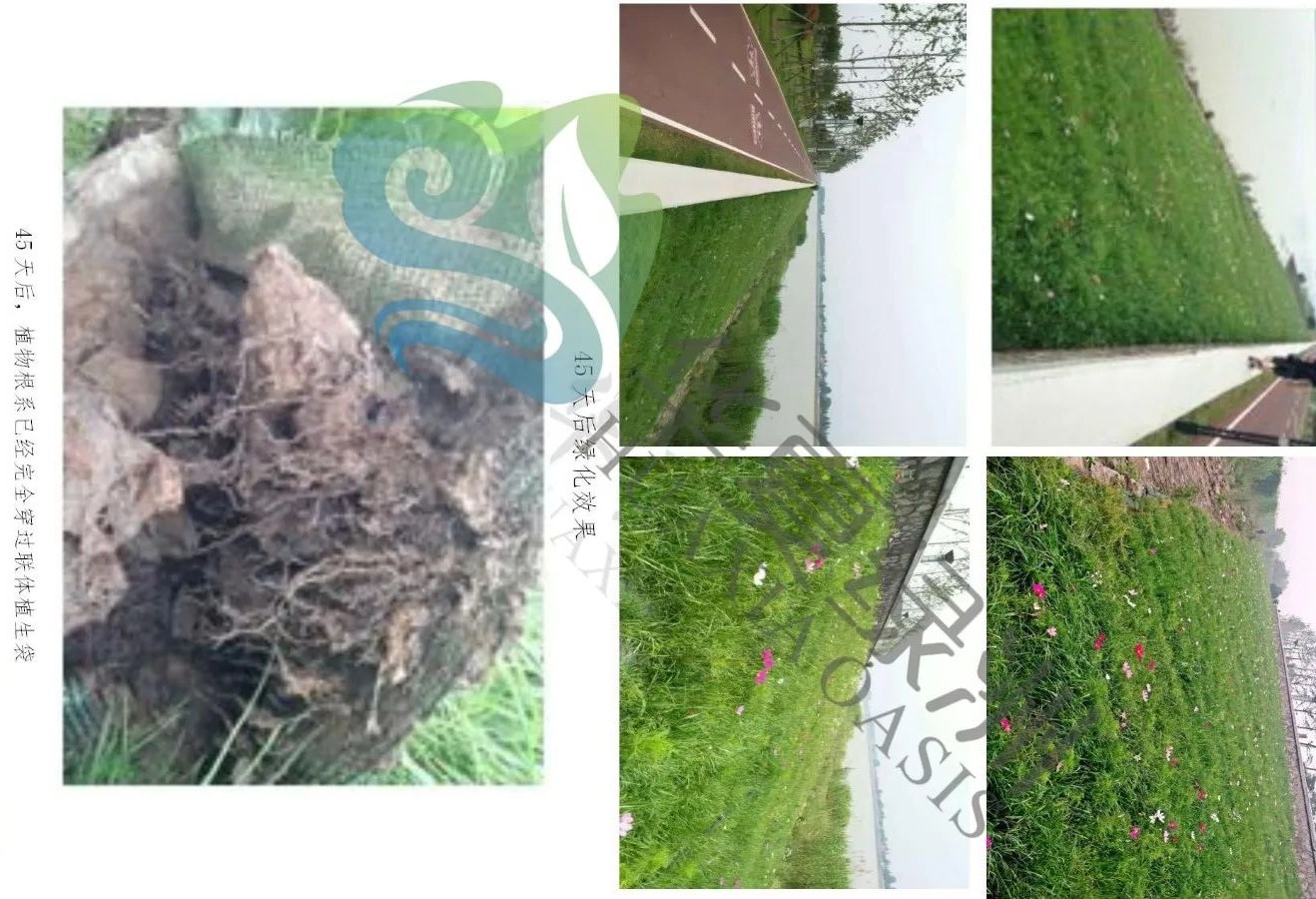 聯(lián)體植生袋圖片