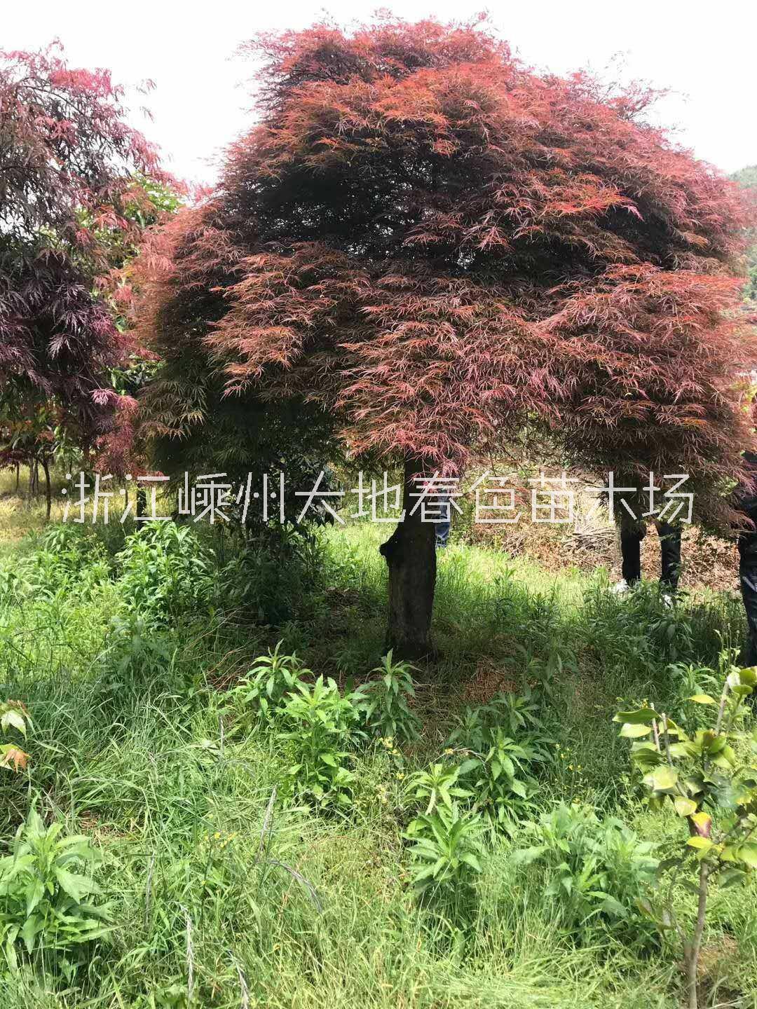 浙江紹興羽毛楓種植基地圖片/浙江紹興羽毛楓種植基地樣板圖 (4)