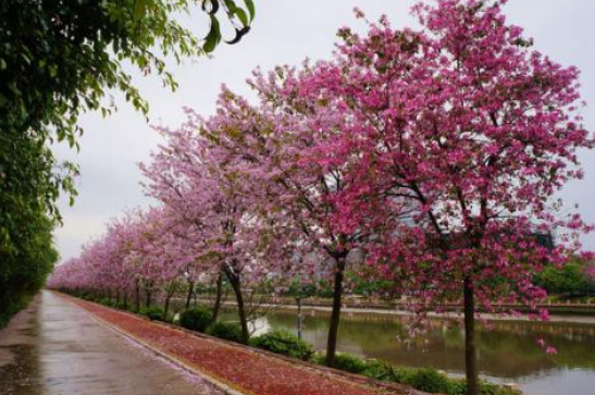 红花紫荆小苗价格 红花紫荆小苗厂家基地 红花紫荆小苗地址 广东红花紫荆小苗图片