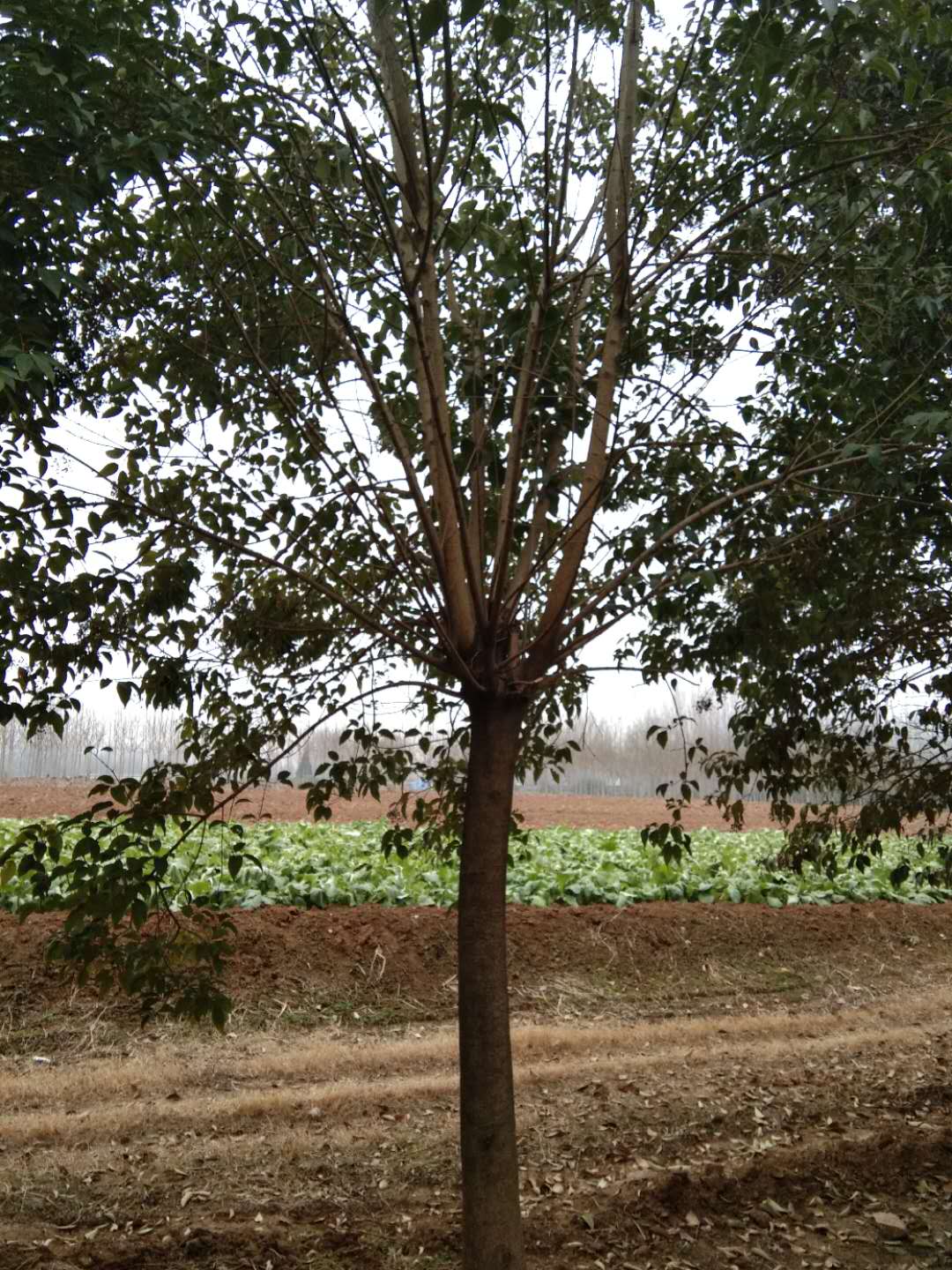 河南大叶女贞种植基地/零售商/批发【南阳市南召县绿园苗木基地】