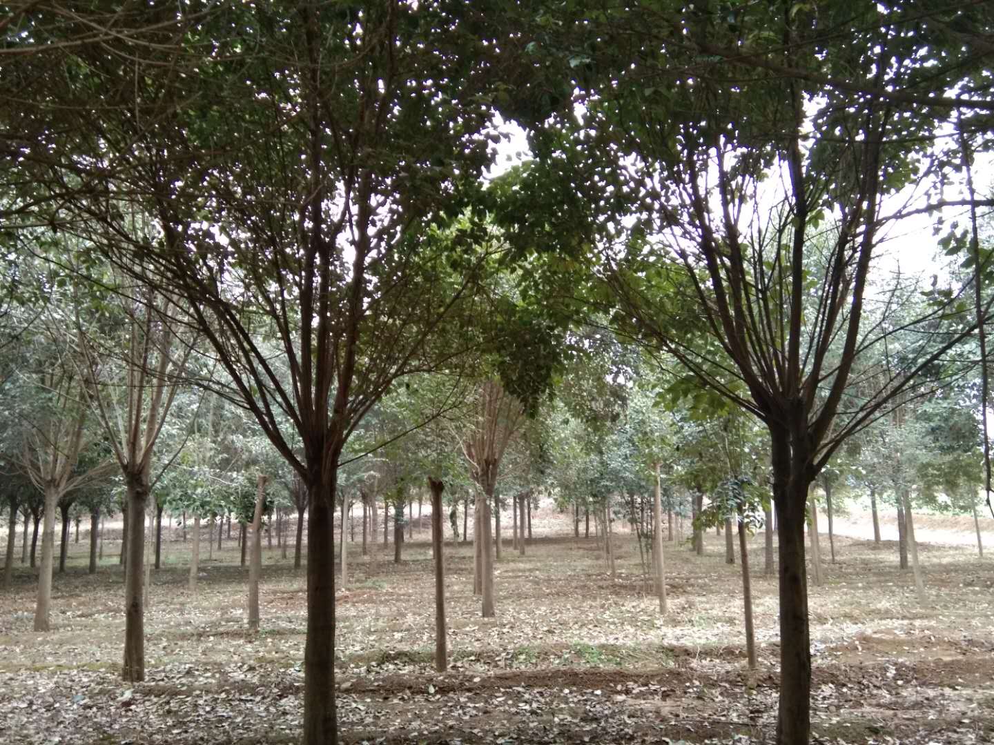 南阳市大叶女贞种植基地厂家河南大叶女贞种植基地/零售商/批发【南阳市南召县绿园苗木基地】