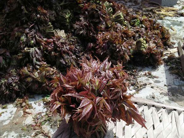 山东泰安红油香椿苗种植基地-批发多少钱-全国销售【泰安开发区博远园艺场】图片