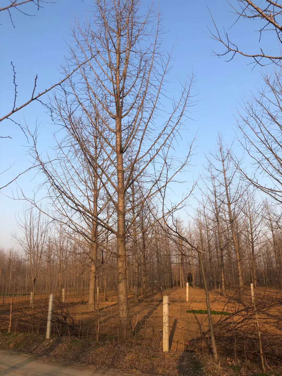 湖南銀杏樹圖片/湖南銀杏樹樣板圖 (4)