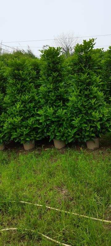 珠海茉莉基地 种植基地、批发价格、优质产地【严玉林（严清）花木场】