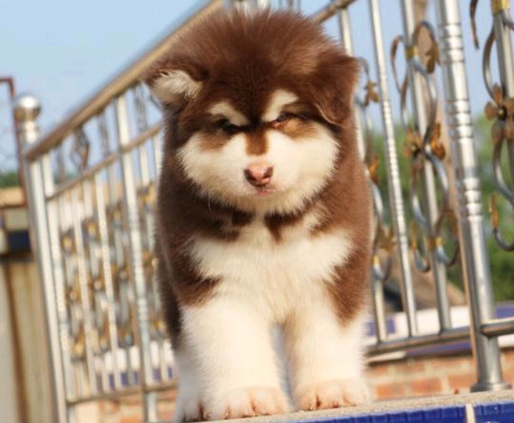 阿拉斯加幼犬圖片/阿拉斯加幼犬樣板圖 (2)