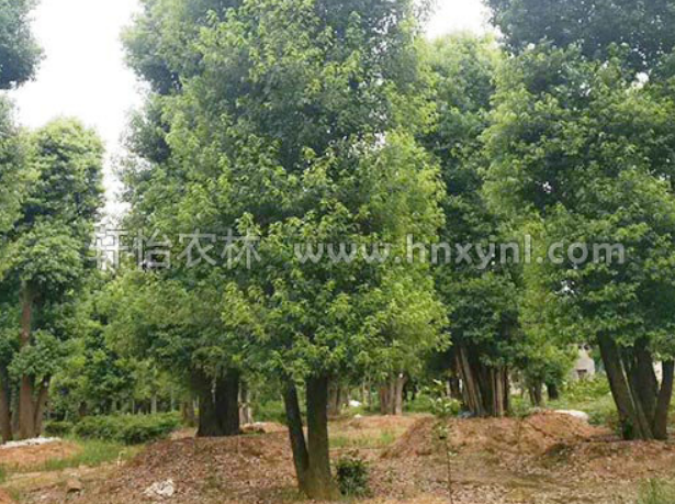 移植多桿香樟圖片