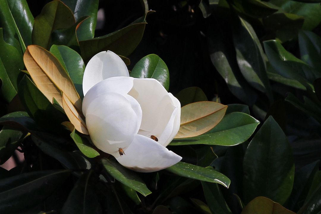 南京市江苏南京广玉兰种植基地厂家江苏南京广玉兰种植基地-批发价格-优质产地【南京博乐园林场】