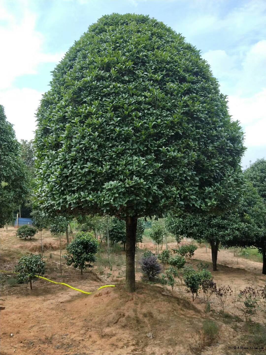 成都*桂花種植基地、批發(fā)、大量供應(yīng)、價格【郫都區(qū)志鴻園藝場】