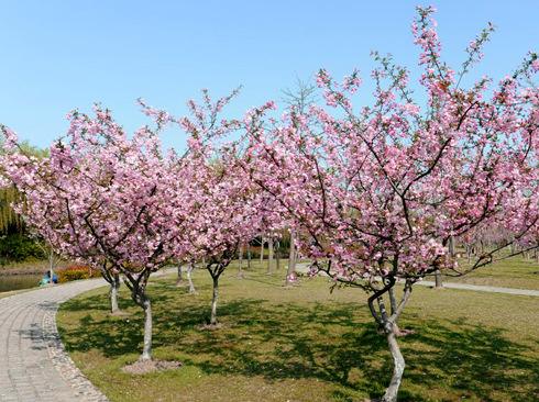 江苏南京垂丝海棠种植基地-批发价格-优质产地【南京博乐园林场】图片