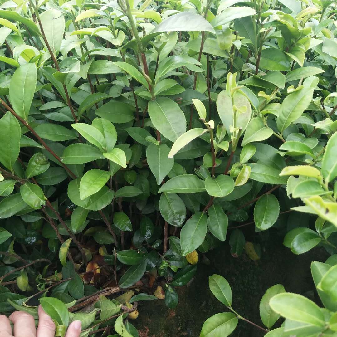 贵州金萱台茶苗贵州金萱台茶苗种植基地、批发、价格、大量供应【福安市农丰种植合作社】