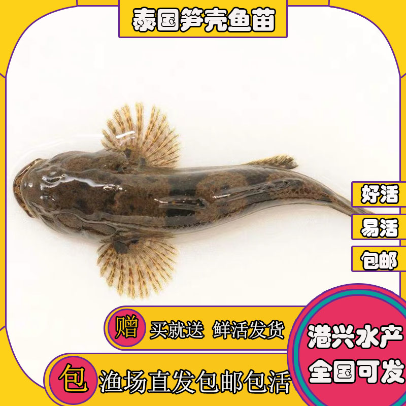 芙蓉區(qū)筍殼魚苗 湖南筍殼魚苗出售 桂花魚苗批發(fā) 魚苗批發(fā)