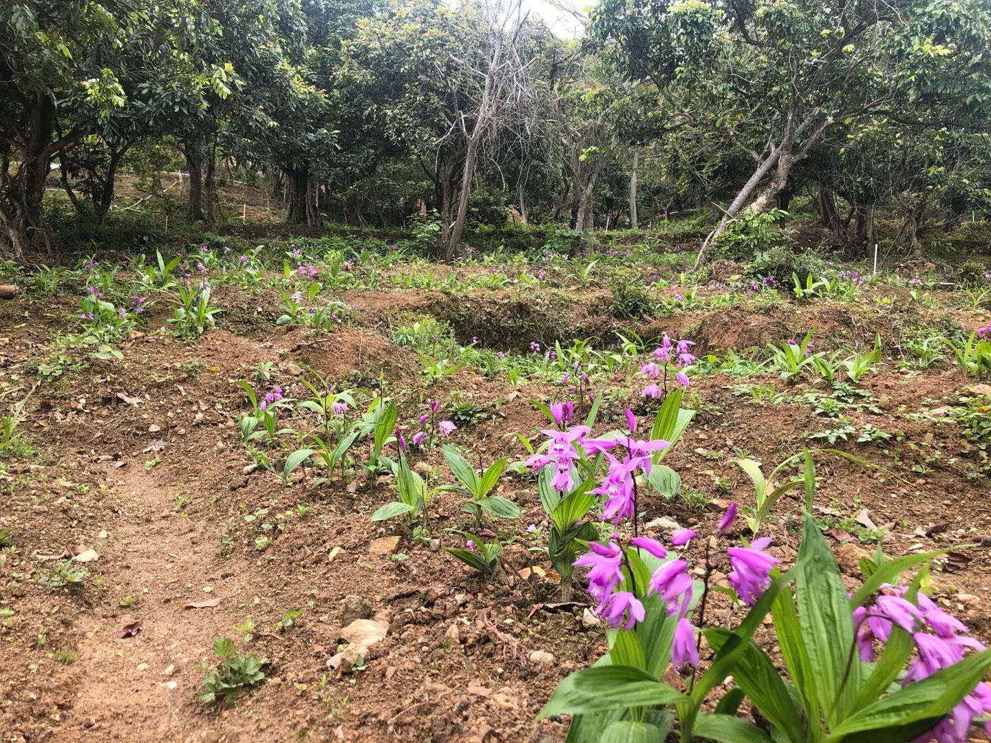 泉州市中药材白芨 种苗出售厂家