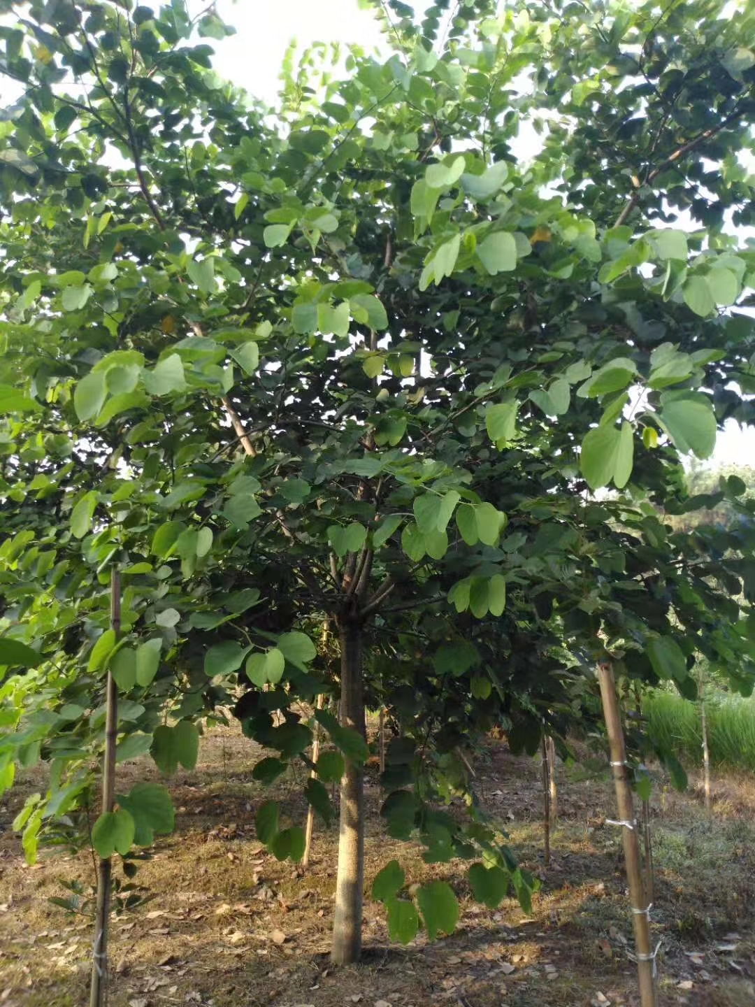 四川羊蹄甲圖片