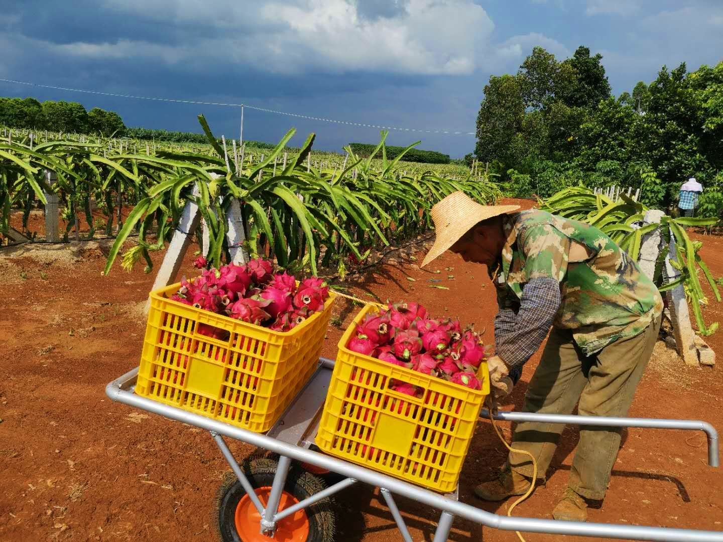 廣東紅心火龍果圖片
